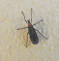 Plecia ruficollis