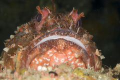 Cook'S Scorpionfish