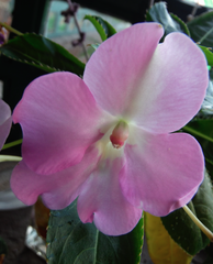 Balsaminaceae