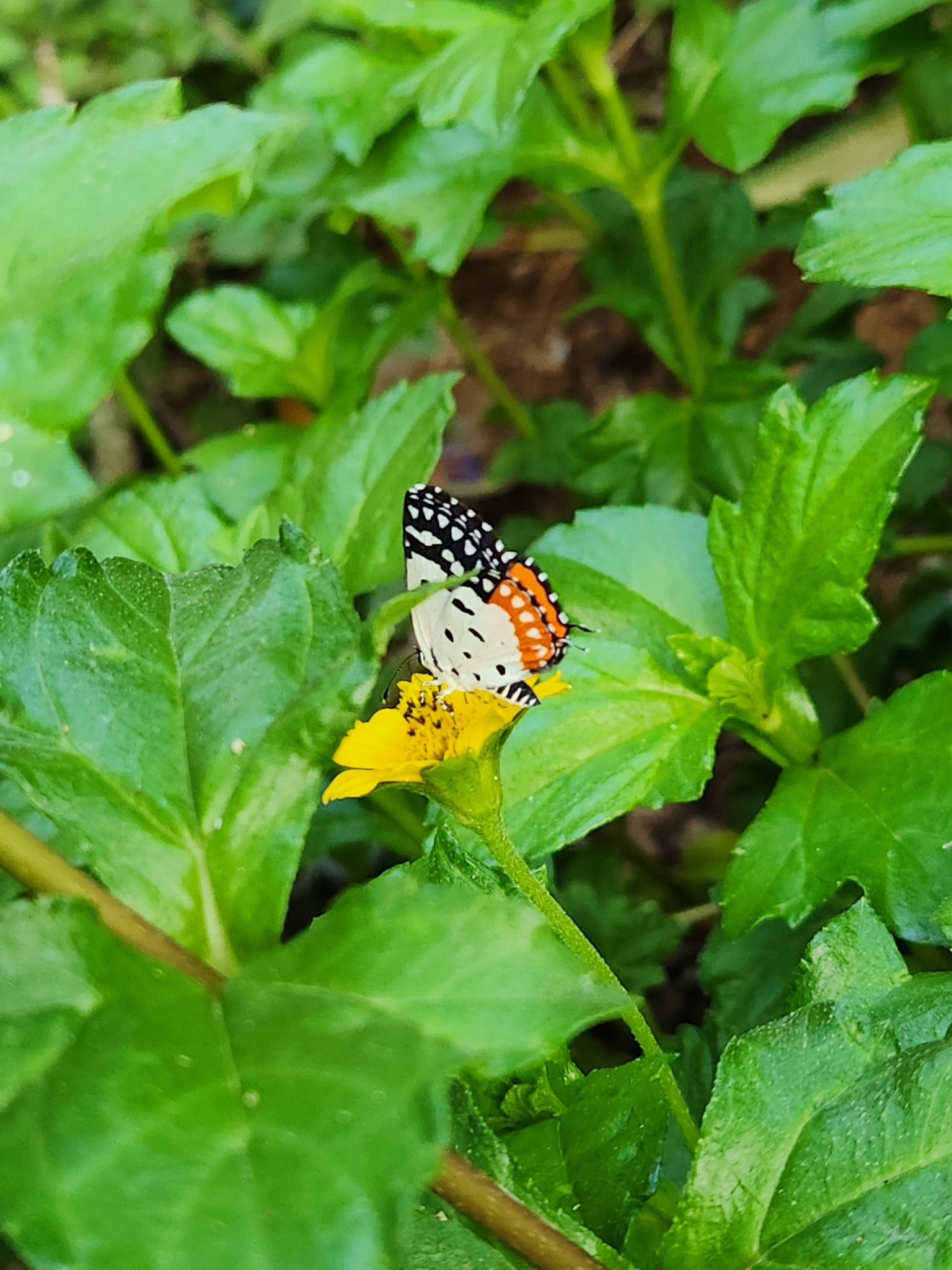 Red Pierrot