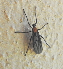 Plecia ruficollis