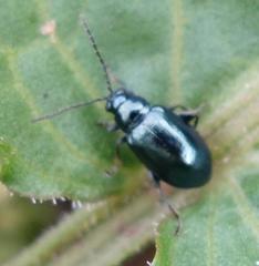 Altica oleracea