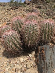 Homalocephala polycephala