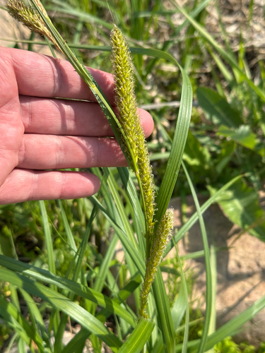 Wheat sedge (Carex atherodes)