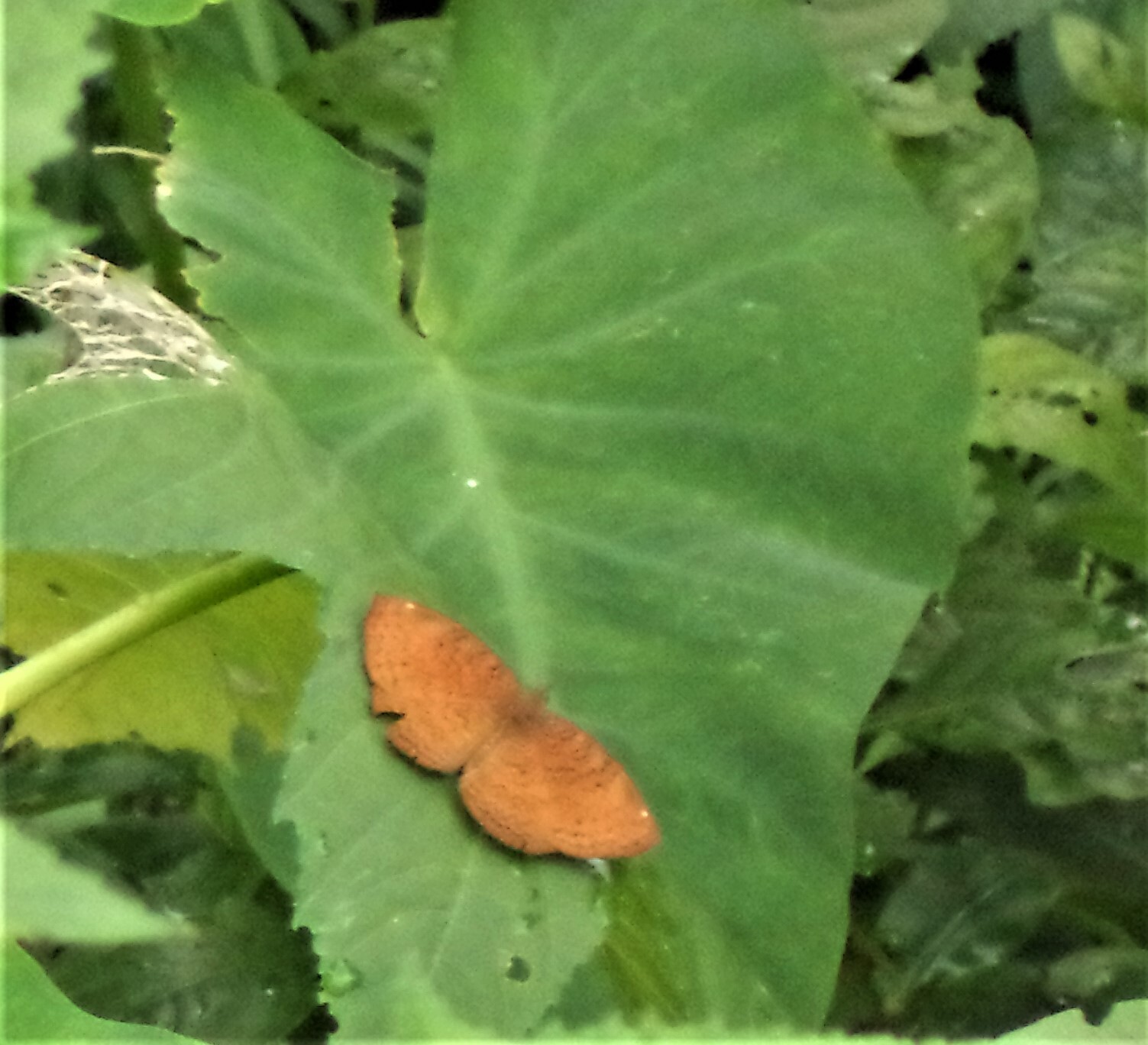 Common Castor