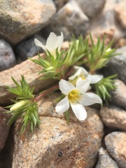 Linanthus demissus