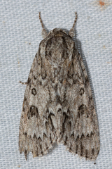 Acronicta rubricoma