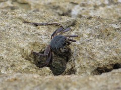 Grapsus tenuicrustatus