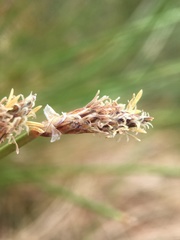 Eleocharis rostellata