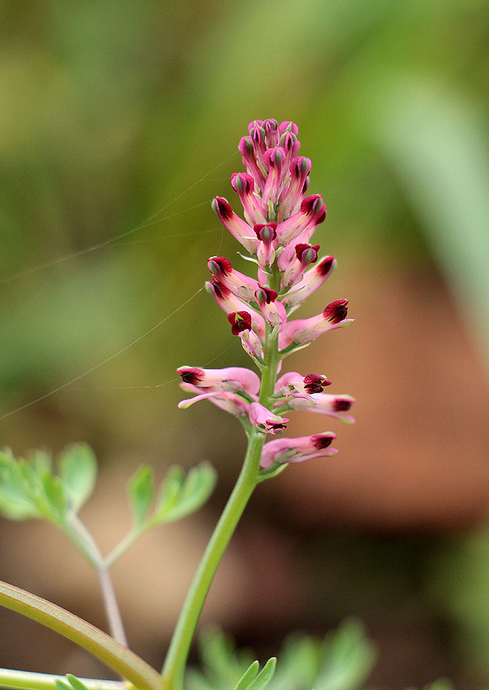 Fumaria officinalis