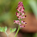 Common Fumitory - Photo (c) Sergey Mayorov, some rights reserved (CC BY-NC), uploaded by Sergey Mayorov