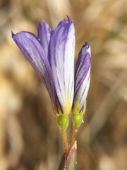 Sisyrinchium funereum