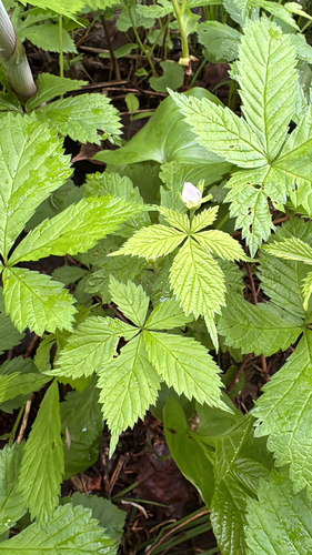 Rubus ikenoensis iNat (3)