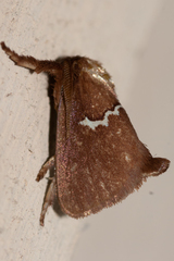 Monoleuca semifascia