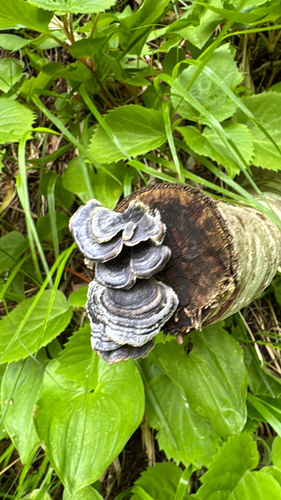 Trametes versicolor