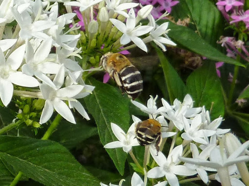 Four-striped Digger Bee