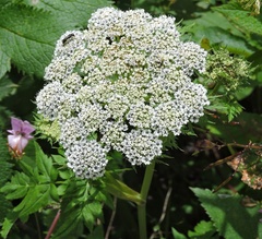 Selinum