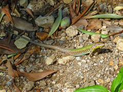 Podarcis filfolensis maltensis