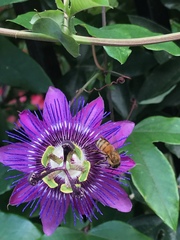Passiflora amethystina × caerulea