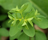 Petty Spurge - Photo (c) Sergey Mayorov, some rights reserved (CC BY-NC), uploaded by Sergey Mayorov