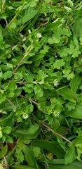Stellaria media