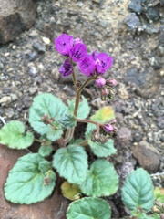 Phacelia calthifolia
