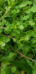 Stellaria media