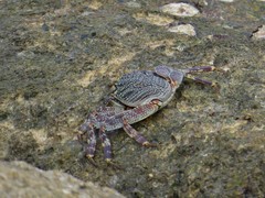 Grapsus tenuicrustatus