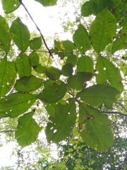 Carya ovalis