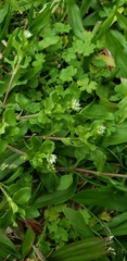 Stellaria media