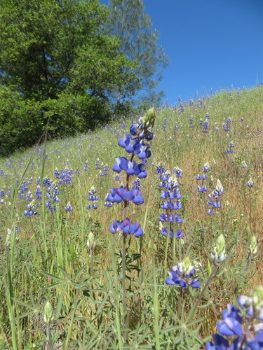 Open Lupine (Lupinus vallicola)