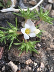 Linanthus demissus
