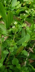Stellaria media