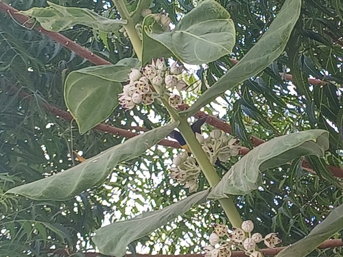 Nile Valley Sunbird