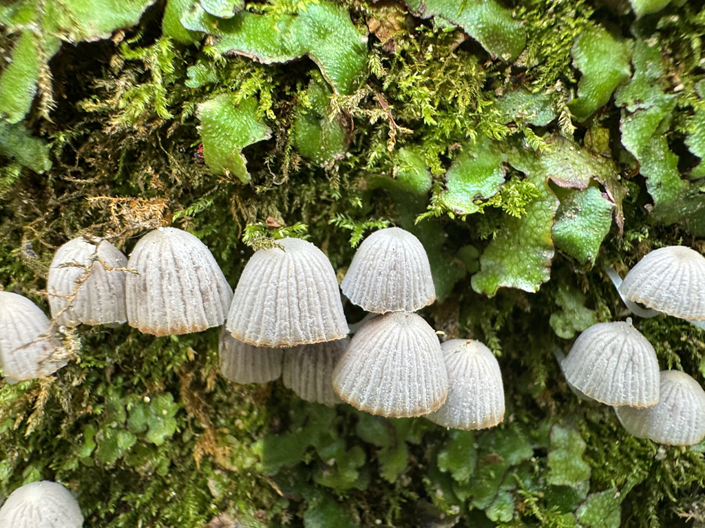 Coprinellus disseminatus · June 2025 · photo: © elk652 (iNaturalist, cc0)