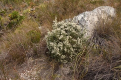 Brunia microphylla