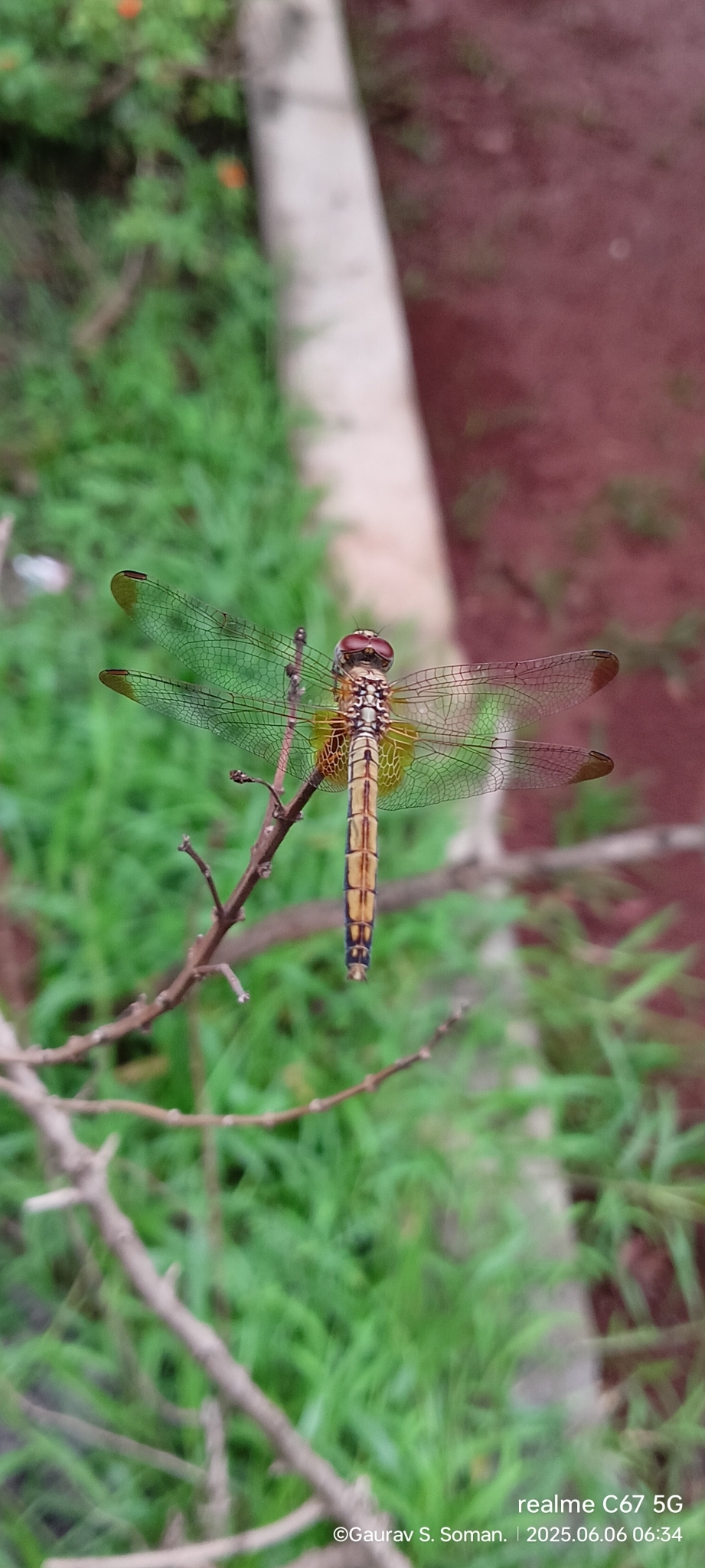 Crimson Marsh Glider