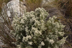 Brunia microphylla