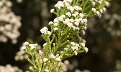 Brunia microphylla