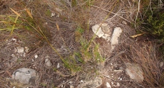 Pseudopentameris brachyphylla