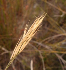 Pseudopentameris brachyphylla