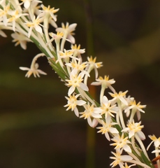 Struthiola myrsinites