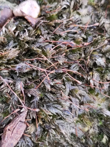 Fissidens crassipes observed 2025-06-04