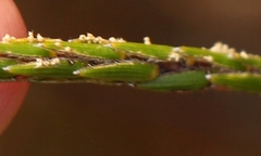 Struthiola myrsinites