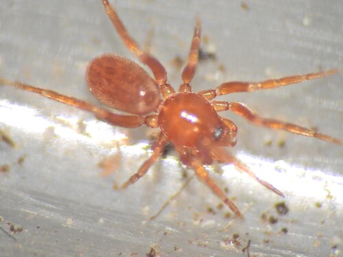 Triaeris stenaspis observed 2025-06-06