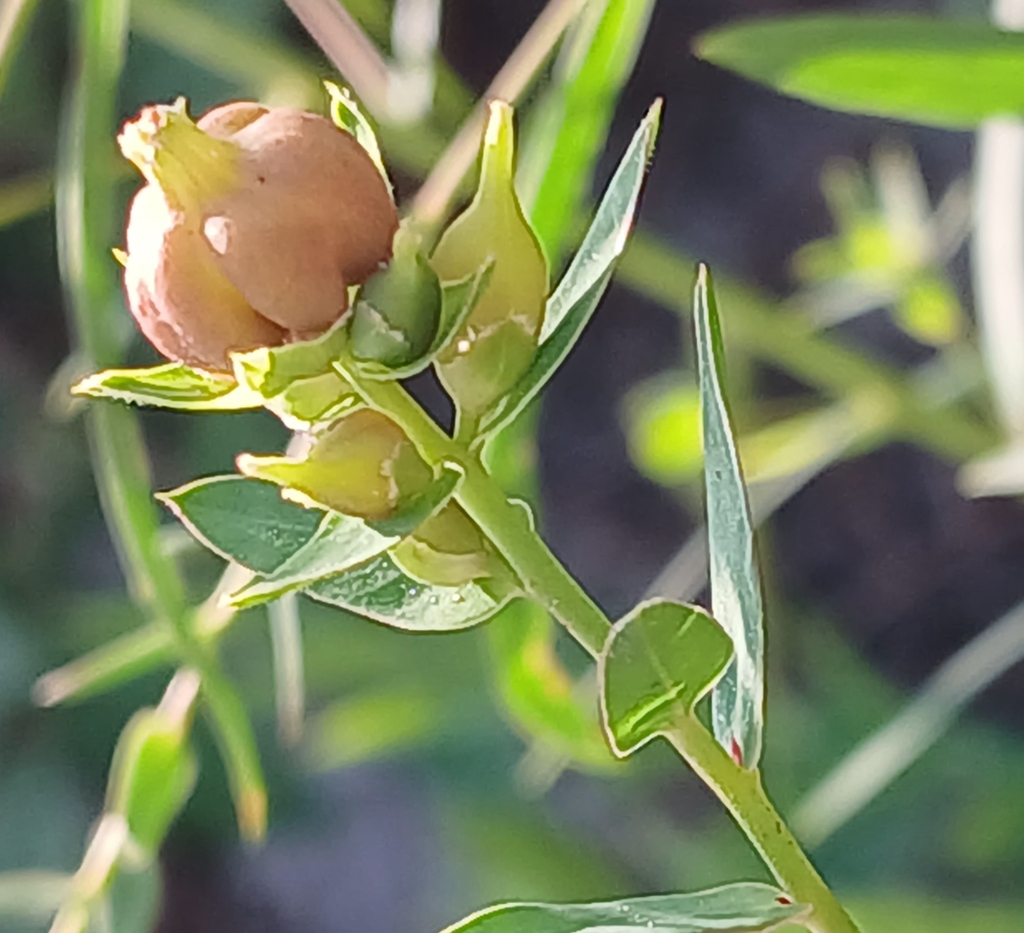 Dasineura capsulae