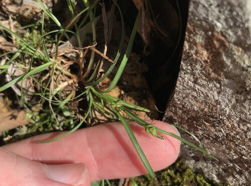 Carex discoidea iNat (3)