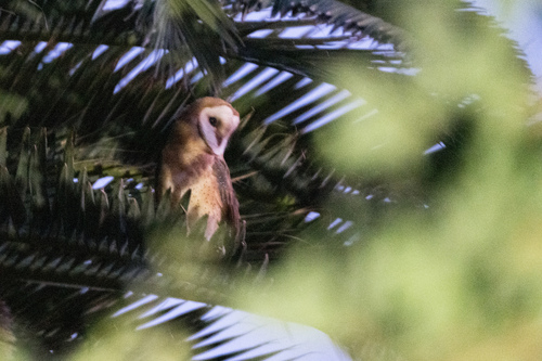 View observation of {o.common_name} on iNaturalist