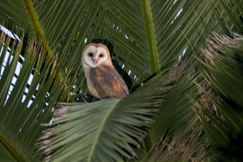 View observation of {o.common_name} on iNaturalist