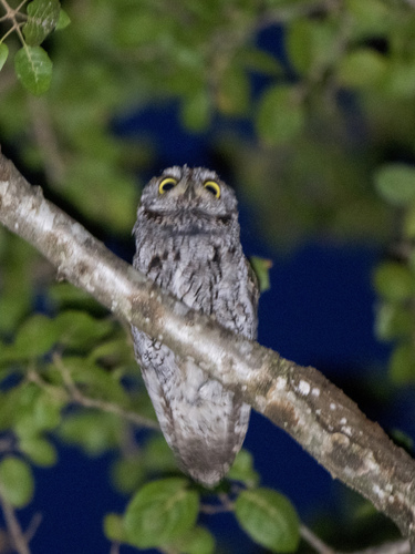 Brewster's Screech-Owl